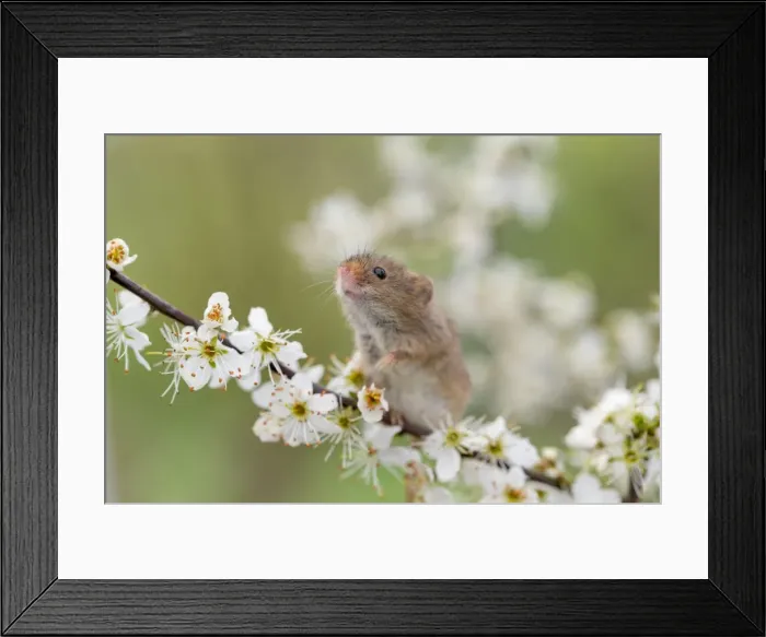 Framed Print : Picture No. 11981506 Framed Print : Picture No. 11981506