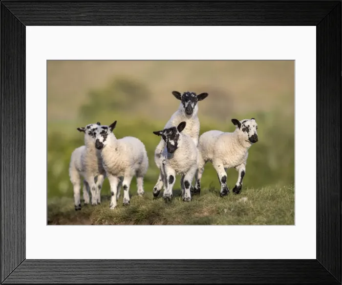 Framed Print : Picture No. 11981510 Framed Print : Picture No. 11981510