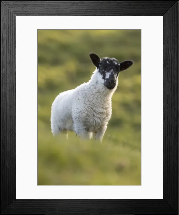 Framed Print : Picture No. 11981512 Framed Print : Picture No. 11981512