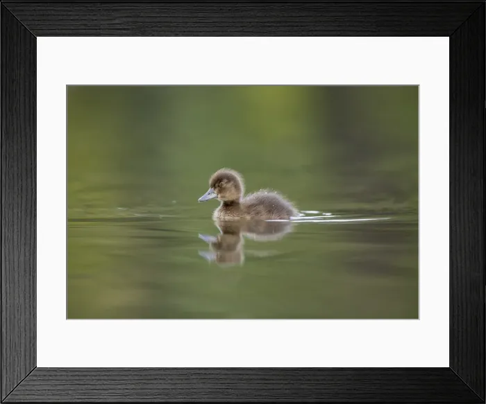 Framed Print : Picture No. 11981513 Framed Print : Picture No. 11981513