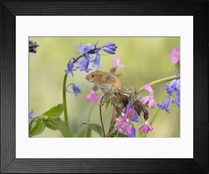 Framed Print : Picture No. 11981518 Framed Print : Picture No. 11981518