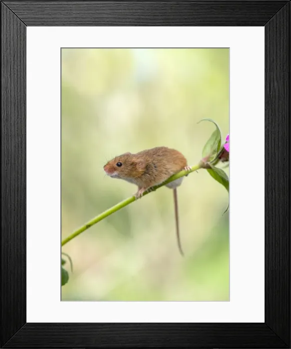 Framed Print : Picture No. 11981522 Framed Print : Picture No. 11981522