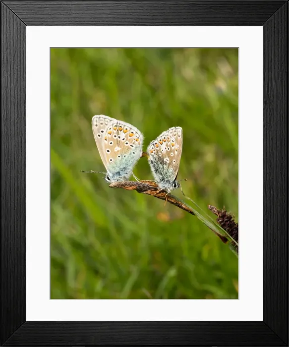 Framed Print : Picture No. 11980495 Framed Print : Picture No. 11980495