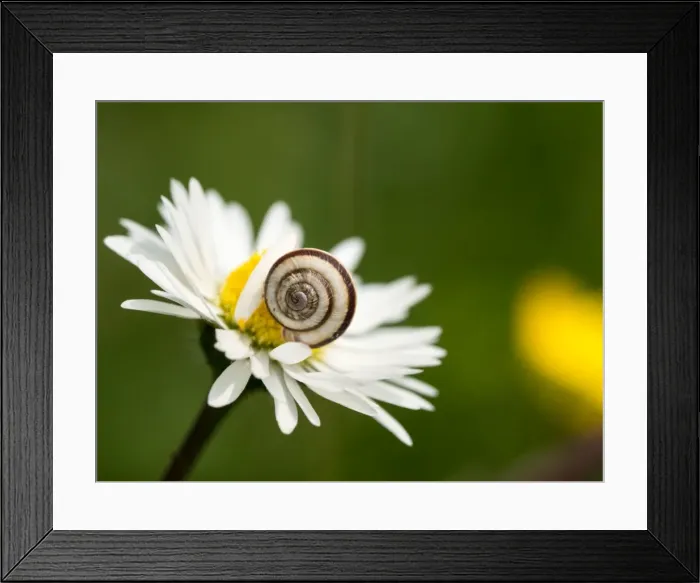Framed Print : Picture No. 11980496 Framed Print : Picture No. 11980496