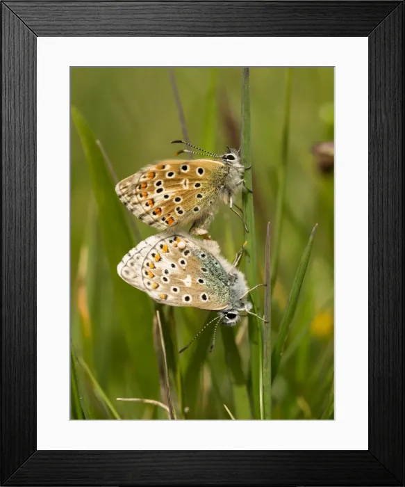 Framed Print : Picture No. 11980497