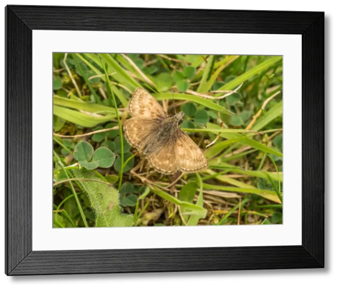 Framed Print : Picture No. 11980498 Framed Print : Picture No. 11980498