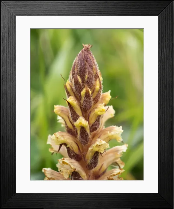 Framed Print : Picture No. 11980499 Framed Print : Picture No. 11980499