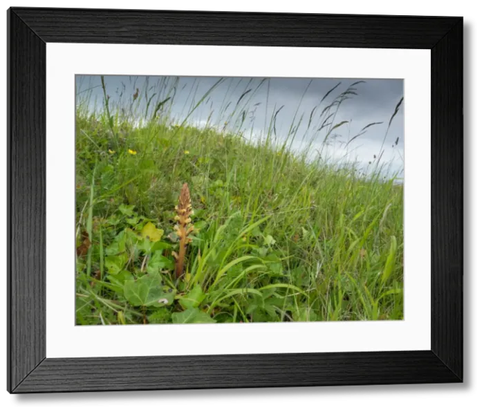 Framed Print : Picture No. 11980500 Framed Print : Picture No. 11980500