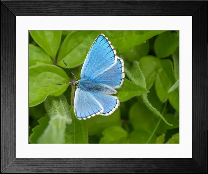 Framed Print : Picture No. 11980501 Framed Print : Picture No. 11980501