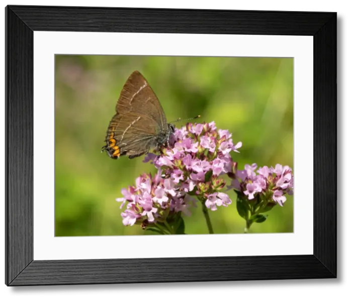 Framed Print : Picture No. 11980503 Framed Print : Picture No. 11980503