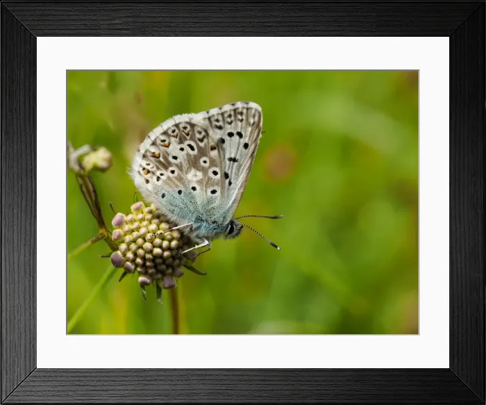 Framed Print : Picture No. 11980504 Framed Print : Picture No. 11980504