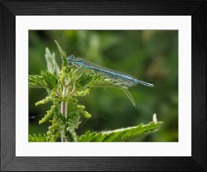 Framed Print : Picture No. 11980505 Framed Print : Picture No. 11980505