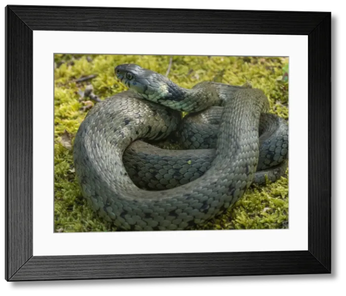 Framed Print : Picture No. 11980506 Framed Print : Picture No. 11980506