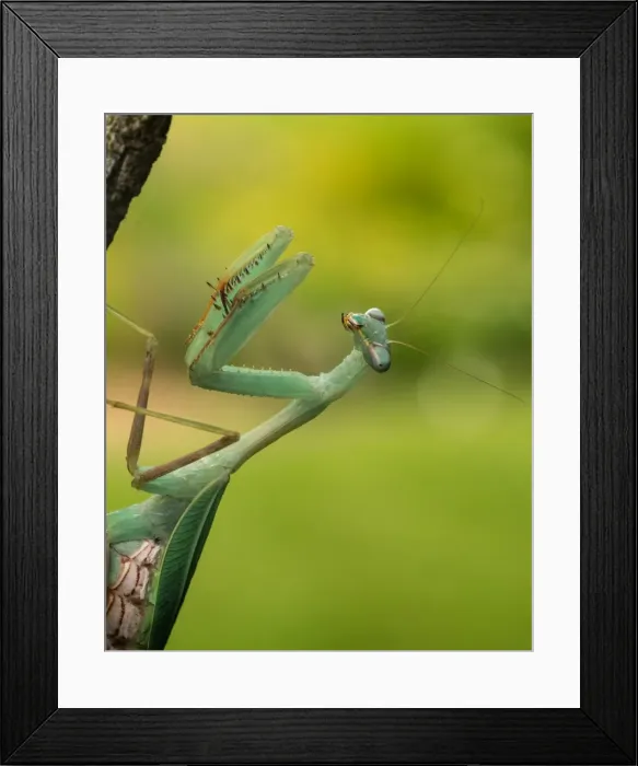 Framed Print : Picture No. 11980507 Framed Print : Picture No. 11980507