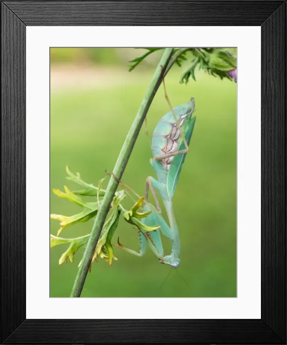 Framed Print : Picture No. 11980508 Framed Print : Picture No. 11980508
