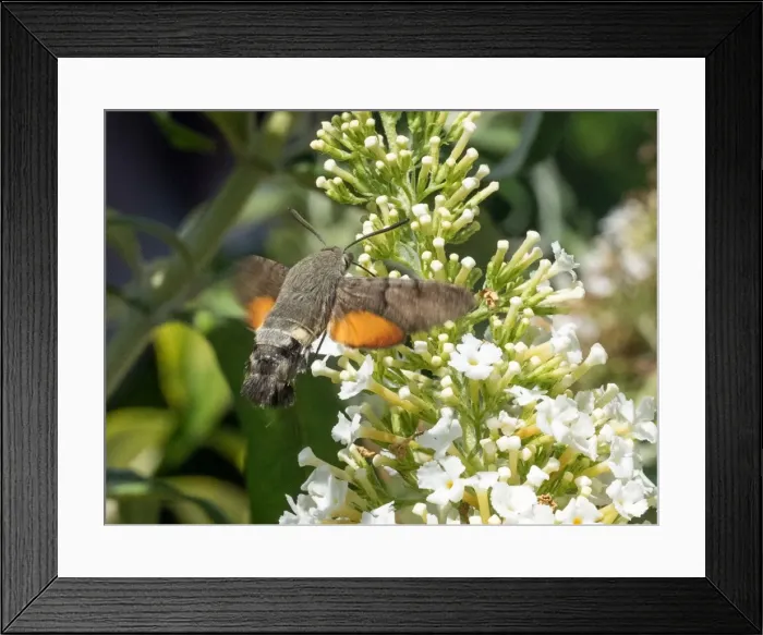 Framed Print : Picture No. 11980509 Framed Print : Picture No. 11980509