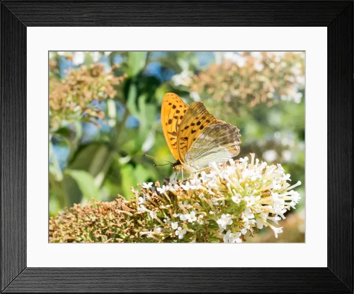 Framed Print : Picture No. 11980510 Framed Print : Picture No. 11980510