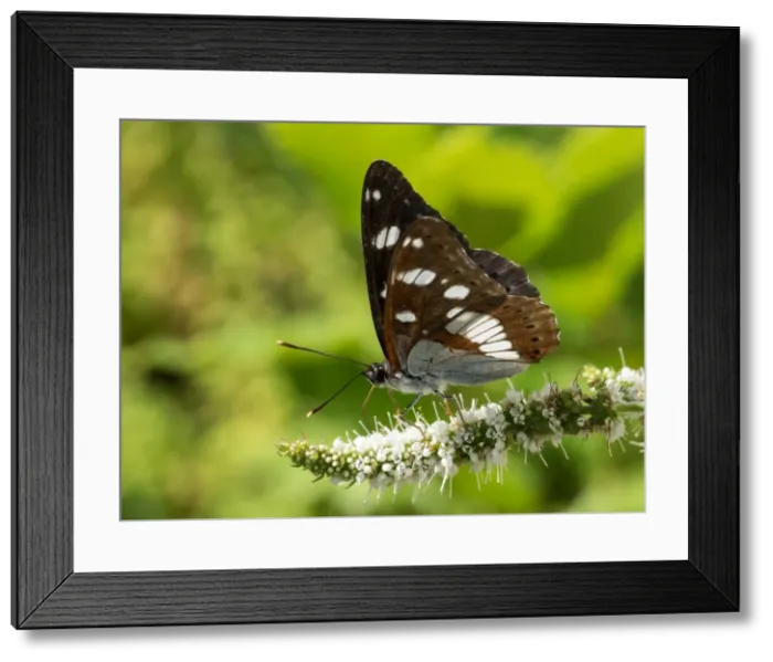 Framed Print : Picture No. 11980511 Framed Print : Picture No. 11980511