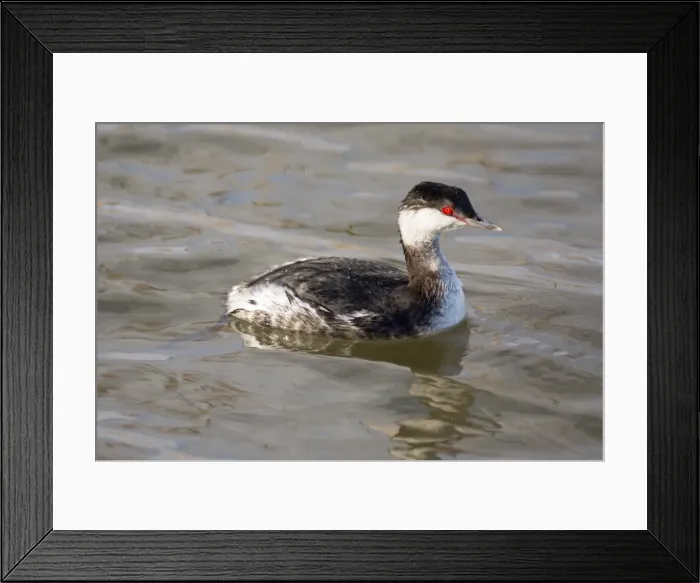 Framed Print : Picture No. 11980513