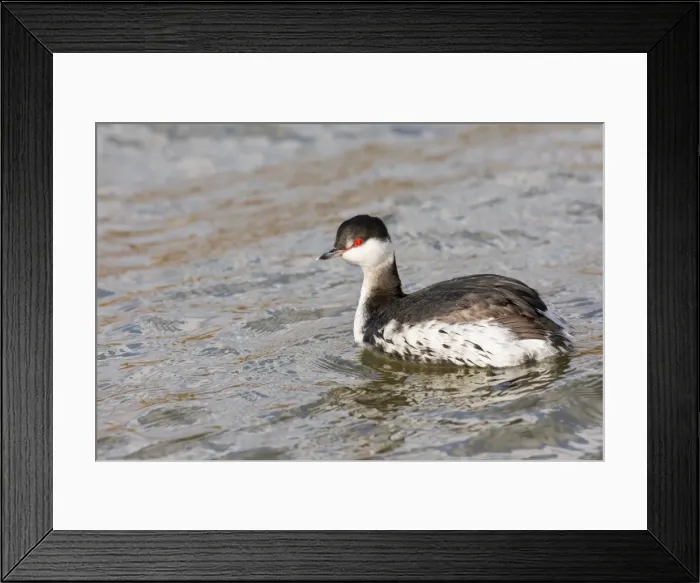 Framed Print : Picture No. 11980514