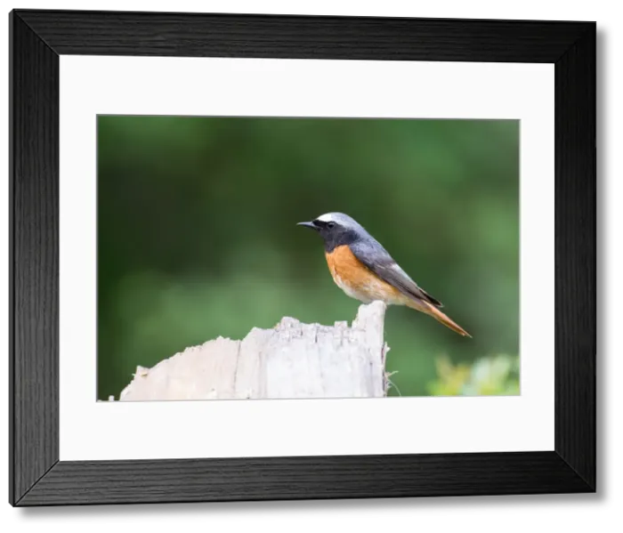 Framed Print : Picture No. 11980515 Framed Print : Picture No. 11980515