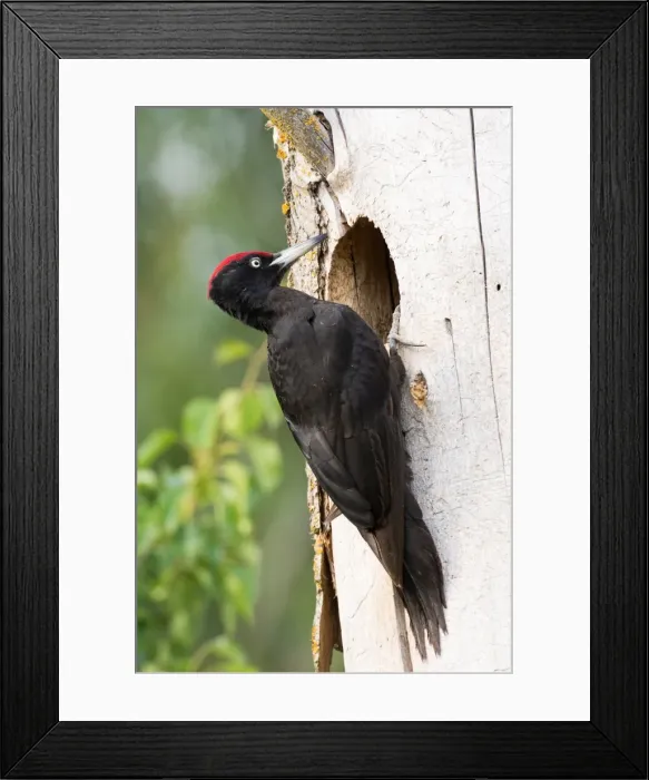 Framed Print : Picture No. 11980516 Framed Print : Picture No. 11980516