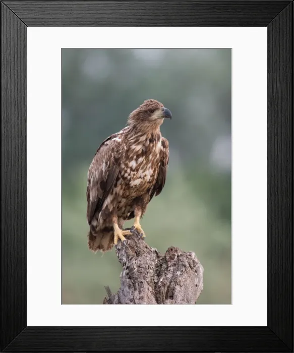 Framed Print : Picture No. 11980517 Framed Print : Picture No. 11980517