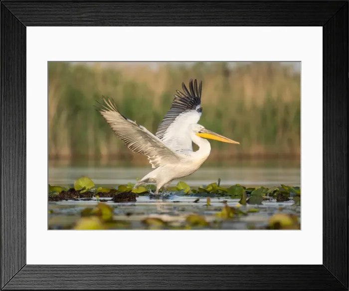Framed Print : Picture No. 11980518