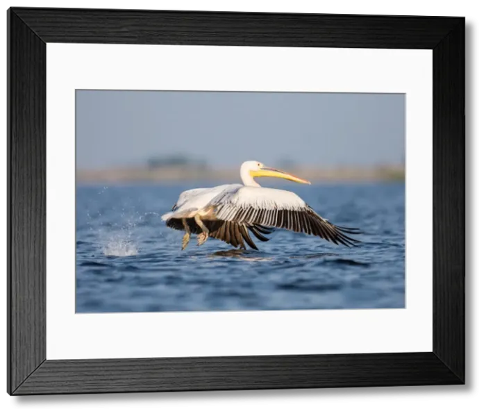 Framed Print : Picture No. 11980519