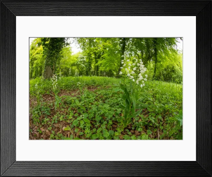 Framed Print : Picture No. 11980520 Framed Print : Picture No. 11980520