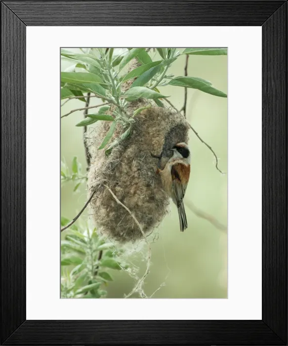 Framed Print : Picture No. 11980521 Framed Print : Picture No. 11980521