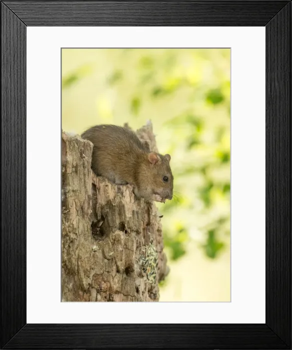 Framed Print : Picture No. 11980522