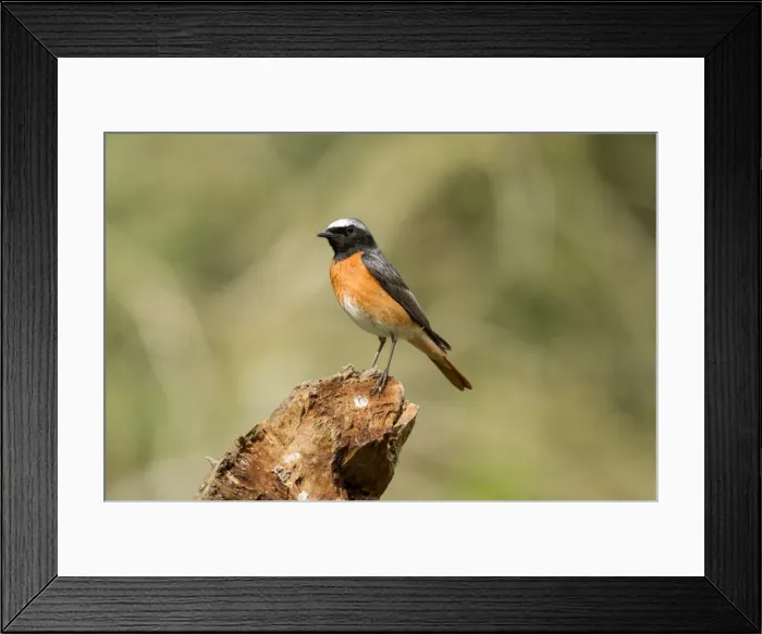 Framed Print : Picture No. 11980523