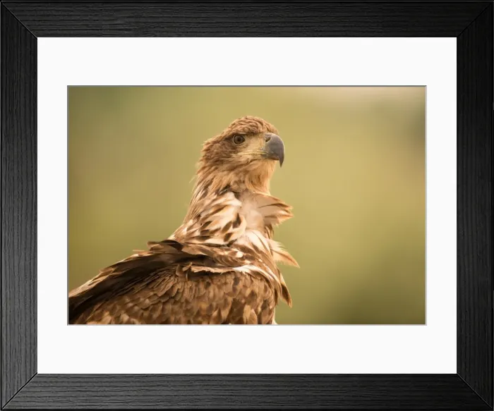 Framed Print : Picture No. 11980524 Framed Print : Picture No. 11980524