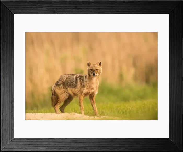 Framed Print : Picture No. 11980525 Framed Print : Picture No. 11980525