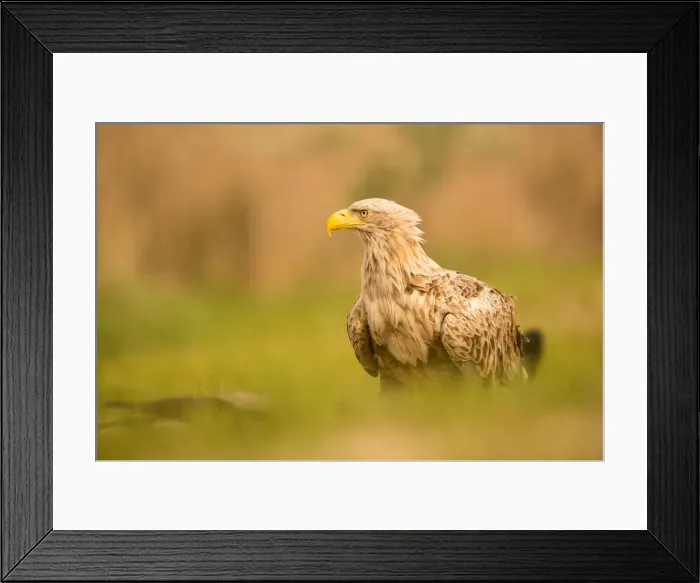 Framed Print : Picture No. 11980526 Framed Print : Picture No. 11980526