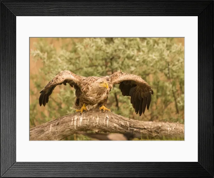 Framed Print : Picture No. 11980527