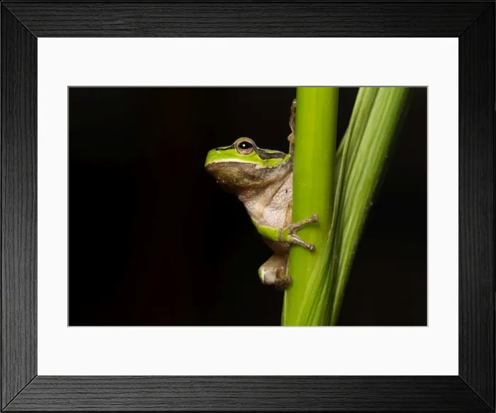 Framed Print : Picture No. 11980528 Framed Print : Picture No. 11980528