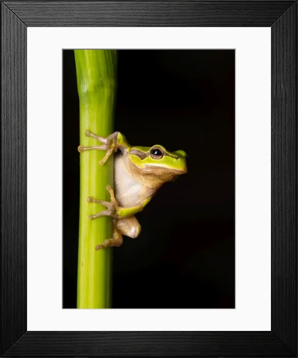 Framed Print : Picture No. 11980529 Framed Print : Picture No. 11980529