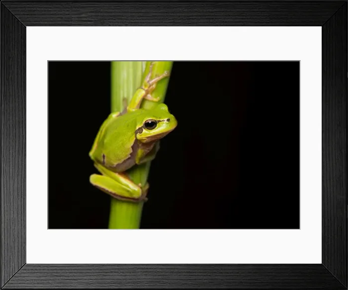 Framed Print : Picture No. 11980530 Framed Print : Picture No. 11980530