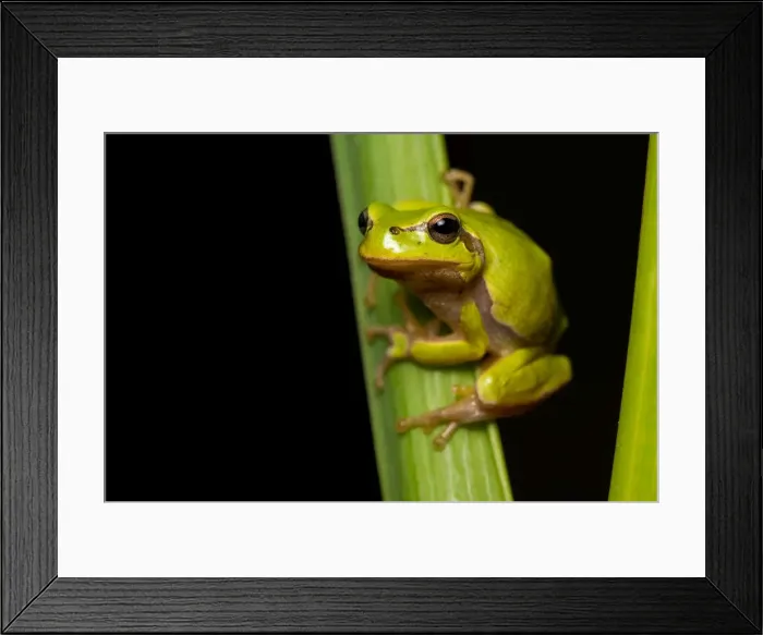 Framed Print : Picture No. 11980531 Framed Print : Picture No. 11980531