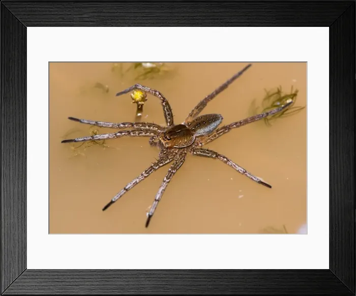 Framed Print : Picture No. 11980532 Framed Print : Picture No. 11980532