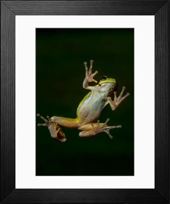 Framed Print : Picture No. 11980536