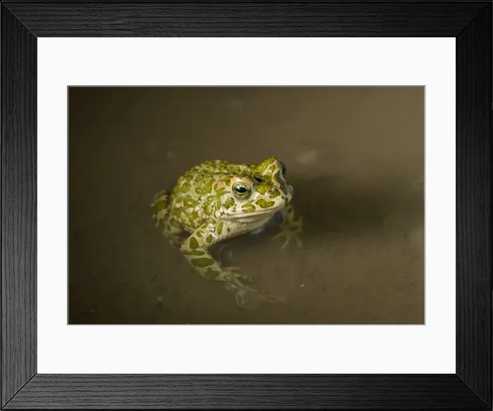 Framed Print : Picture No. 11980537 Framed Print : Picture No. 11980537