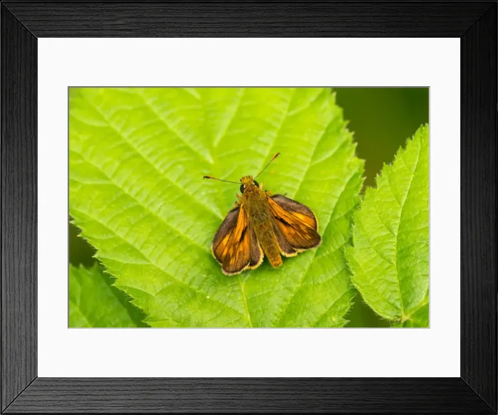 Framed Print : Picture No. 11980538 Framed Print : Picture No. 11980538