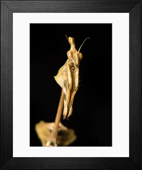 Framed Print : Picture No. 11980539 Framed Print : Picture No. 11980539