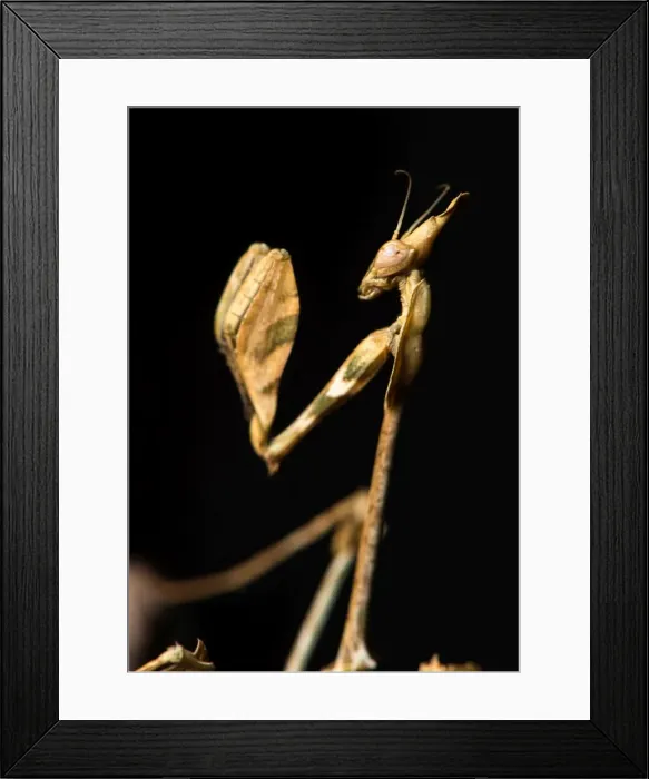 Framed Print : Picture No. 11980540