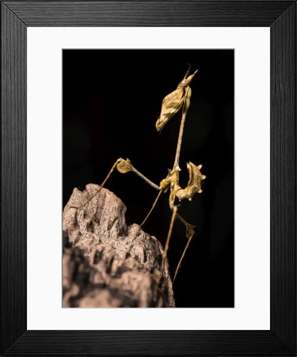 Framed Print : Picture No. 11980541