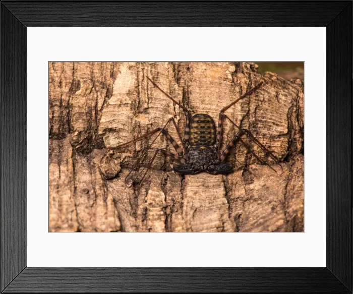 Framed Print : Picture No. 11980542