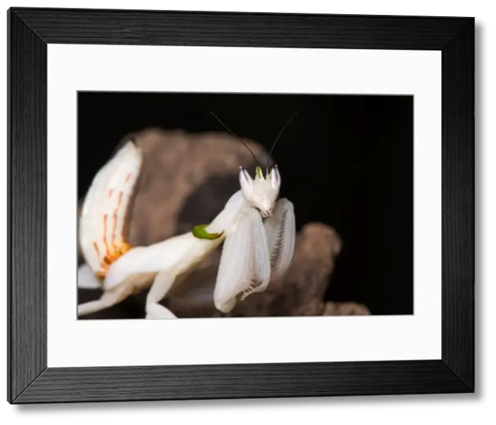 Framed Print : Picture No. 11980543 Framed Print : Picture No. 11980543
